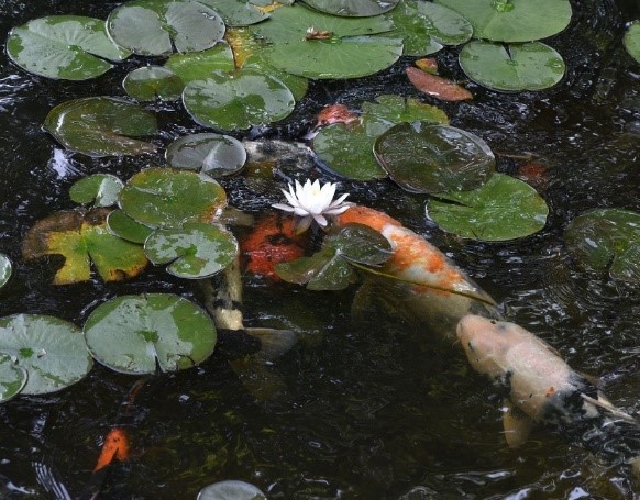 極楽寺山蛇の池のスイレン