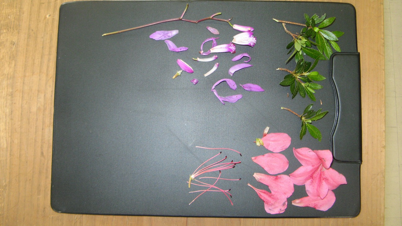離弁花と合弁花の分解の様子