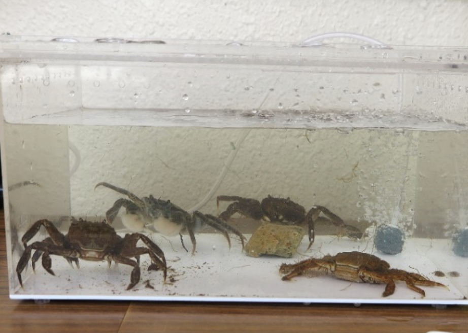 採集成果 カニ類