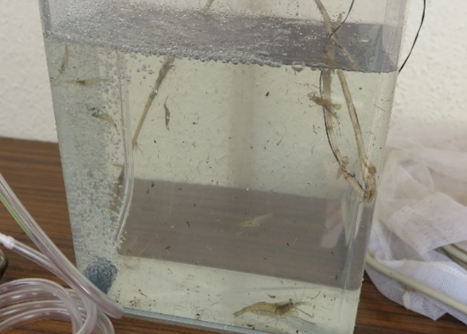 採集成果 エビ類